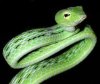 Vartotojo avataras
